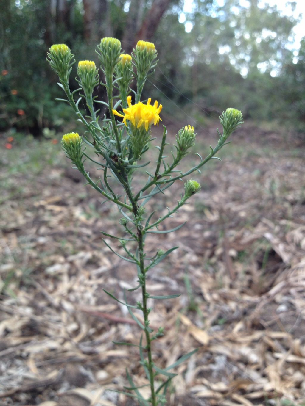 Galatella linosyris (=Aster linosyris) / Astro spillo d''oro